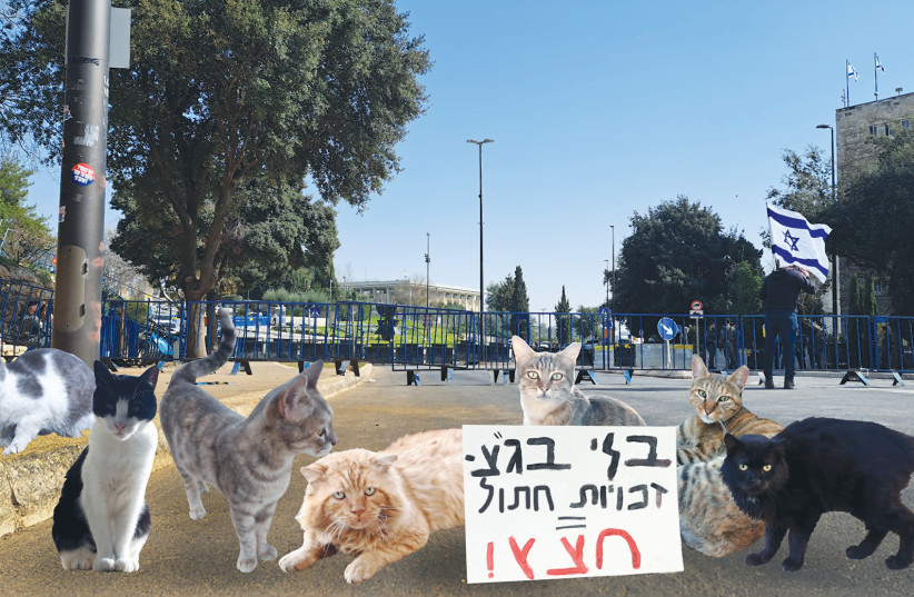  CATS REPRESENTING a diverse cross-section of the population demonstrate outside the Knesset for a state of their own. (Israel Make Shalom) (photo credit: COMPOSITE/OLGA LEVI, Olga Levi/The Jerusalem Post/Flash90)