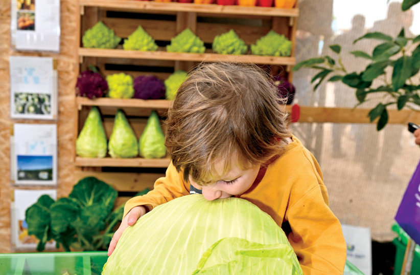  A youngster bites into a giant cabbage (credit: Yud Tzilumim)
