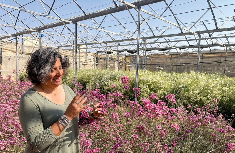  Plantation researcher Dafna Harari showing wax flowers for export. (credit: CENTRAL ARAVA REGIONAL COUNCIL)