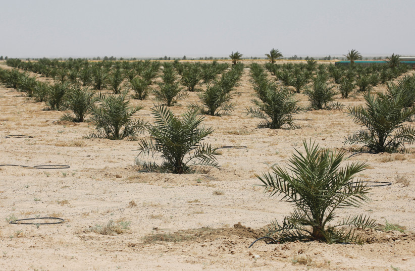  DATE PALM trees grow on a farm on the outskirts of Kerbala, Iraq (Illustrative).  (photo credit: REUTERS/ABDULLAH DHIAA AL-DEEN)
