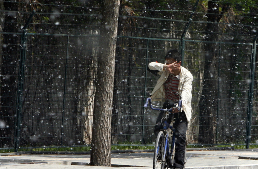  A man tries to cover his face as he rides his bicycle through cotton-like seeds from Poplar trees, also known as Cottonwood trees, on a Spring day in Beijing April 14, 2008. The more than 300,000 Poplar trees in the Chinese capital are flowering and creating pollen, adding to Beijing's air quality  (photo credit: David Gray/Reuters)