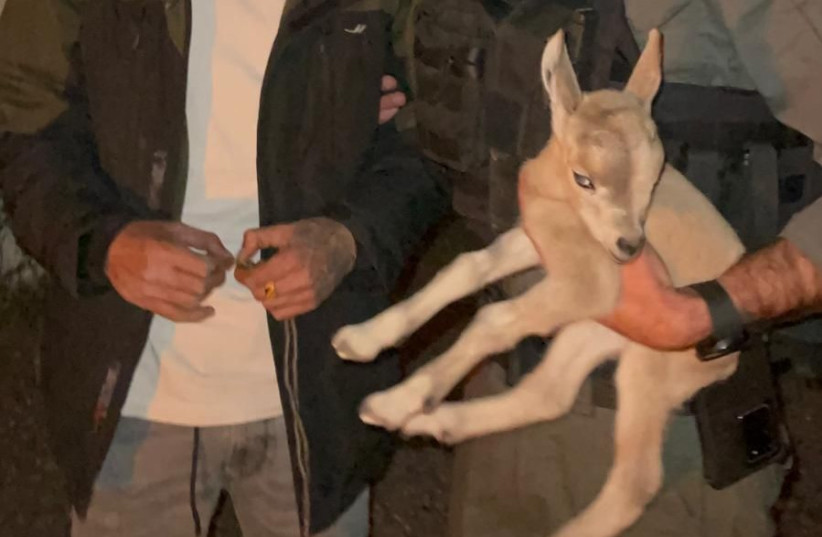 Israeli Border Police rescue deer being held illegally in captivity - Vimarsana News