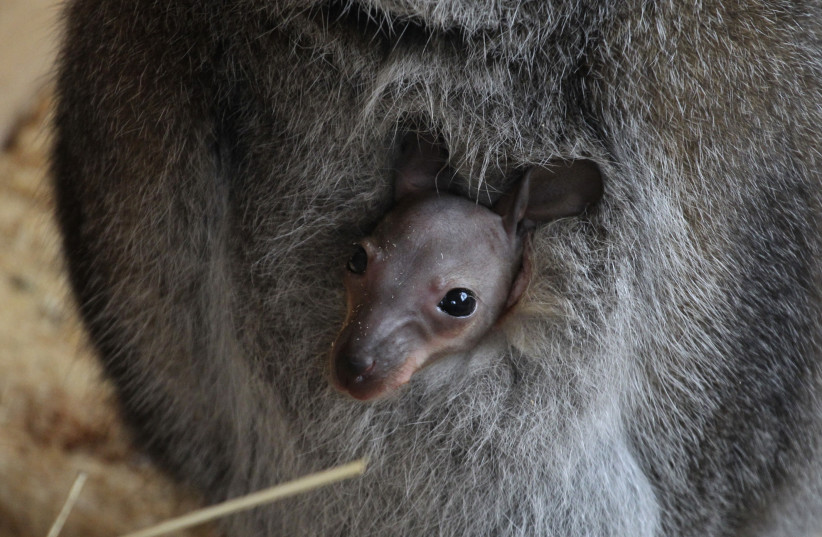  A joey looks out from its the pouch of its mother, Chuck the kangaroo, in her enclosure at a zoo in the western Siberian city of Barnaul March 29, 2014. The zoo bought Chuck in 2013, believing it to be male until staff observed the cub in its pouch this month, local media reported. (photo credit: REUTERS/Andrei Kasprishin)