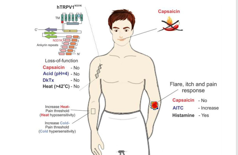 Capsaicin (credit: JOURNAL OF CLINICAL INVESTIGATION)