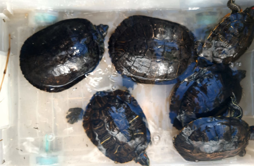  Red-eared slider turtles, one of the world's worst invasive species, is seen seized by Israel Police in a black market raid, on March 14, 2023. (credit: NATURE AND PARKS AUTHORITY)