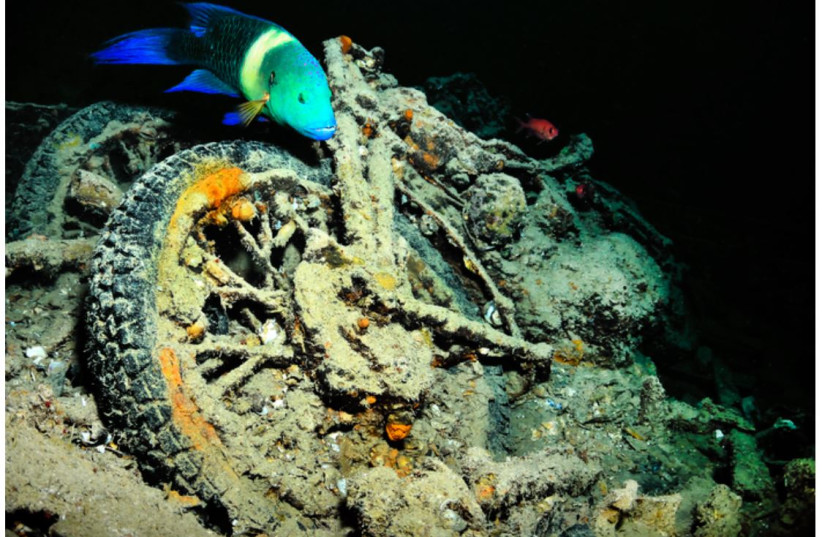  A BSA M-20 motorcycle in a hold of the ship offers shelter to marine biodiversity. (credit: Wilfred Hdez, CC-BY 2.0)