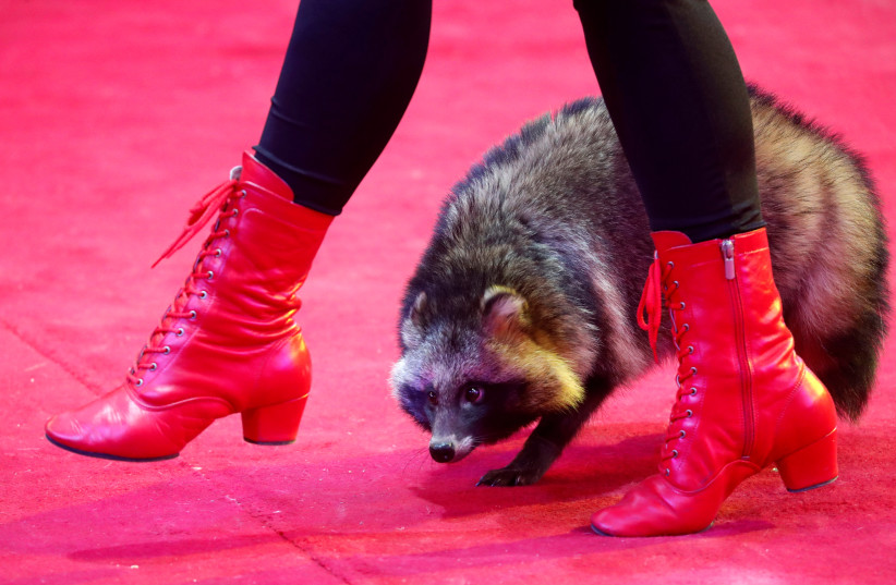 An artist performs with a raccoon dog during the presentation of the new show "Wonderful Home" at the Belarus State Circus in Minsk, Belarus February 1, 2019 (photo credit: VASILY FEDOSENKO / REUTERS)
