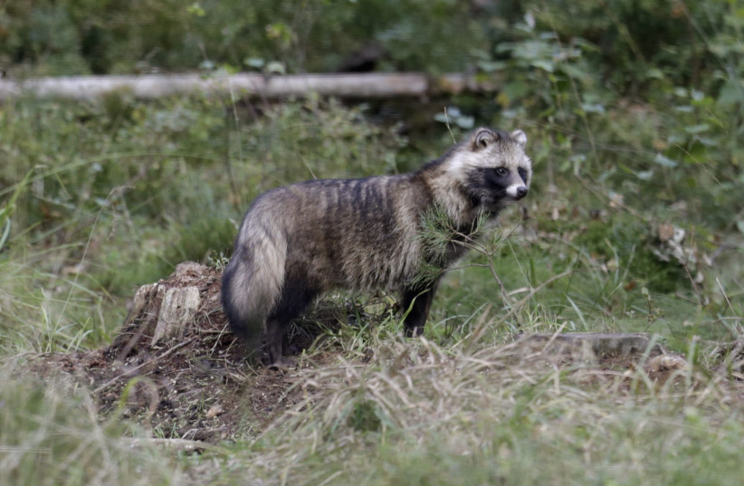 A Raccoon dog is pictured near a brown bear watching hide located in a core area of around 700 Estonian brown bears, near Alutaguse, north-eastern Estonia, September 15, 2014. Visitors can participate in watching tours and observe bears as well as other animals such as foxes and wild boars from the  (credit: INTS KALNINS / REUTERS)