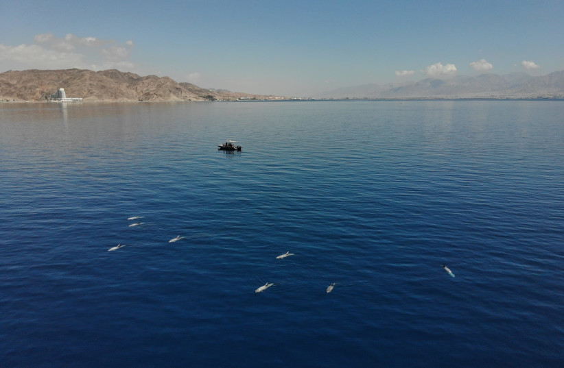  Dolphins spotted off the coast of Eilat on March 18, 2023. (credit: OMRI YOSEF OMESSI/ISRAEL NATURE AND PARKS AUTHORITY)