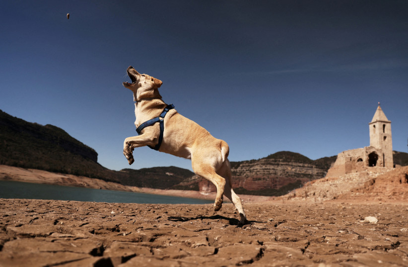  A dog called “Nina” jumps on the cracked ground next to the village of San Roman de Sau's church which was partially submerged and re-emerged as Sau reservoir has the lowest level since 1990 due to extreme drought in Catalonia, near Vic, Spain March 15, 2023.  (credit: NACHO DOCE/REUTERS)