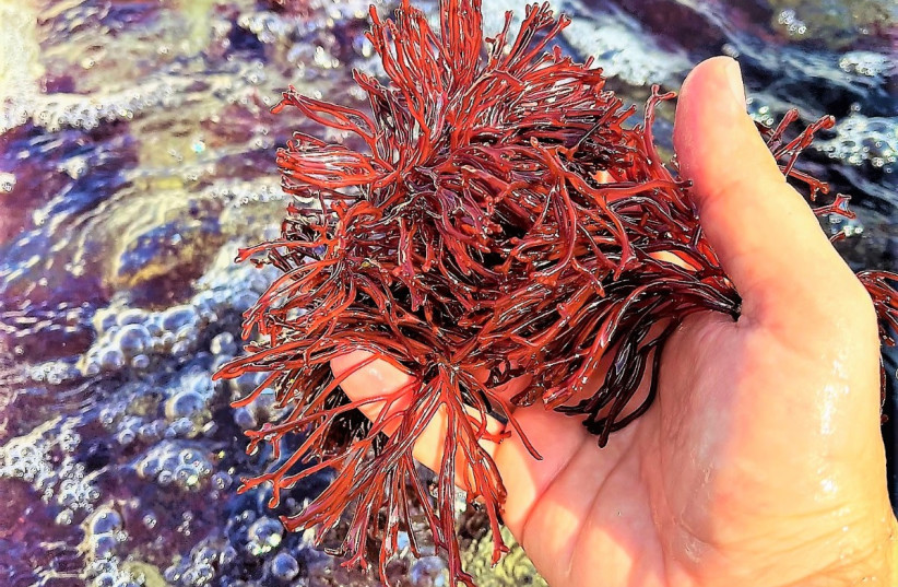  Enhanced seaweed, cultivated using the novel research method. (credit: DORON ASHKENAZI)