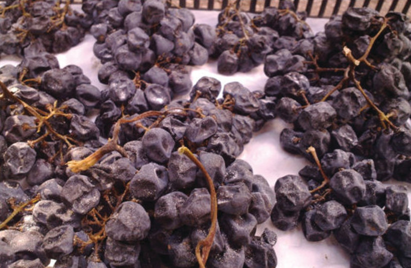  FELDSTEIN WINERY uses the appassimento method, whereby Argaman grapes are dried on mats. (credit: FELDSTEIN WINERY)