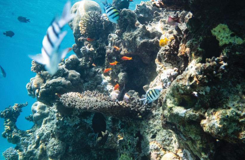 Israel must protect its two sea wonders - opinion - Vimarsana News