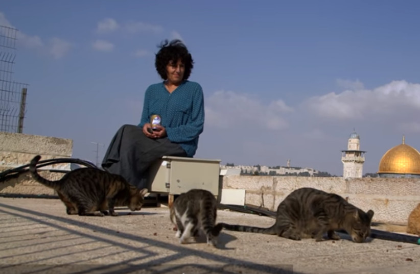 This olah moved to Israel and is queen of cat rescue in Jerusalem - Vimarsana News