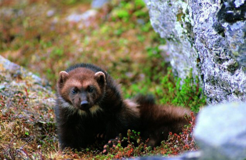 A wolverine is seen in this US Fish and Wildlife Service (USFWS) photo taken December 10, 2010. (credit: REUTERS/ROY ANDERSON/US FISH AND WILDLIFE SERVICE/HANDOUT)