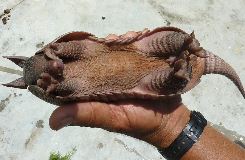  A small nine-banded armadillo. At full size, these little armored mammals can be just over a meter long. (Illustrative) (credit: Wikimedia Commons)