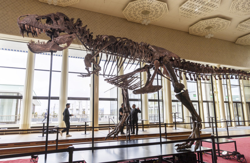  A 67-million-year-old T-Rex skeleton named ''TRX-293 TRINITY Tyrannosaurus'' and measuring 11.6m long and 3.9m high, is seen during a preview at Koller auction house in Zurich, Switzerland March 29, 2023. (credit: REUTERS/DENIS BALIBOUSE)