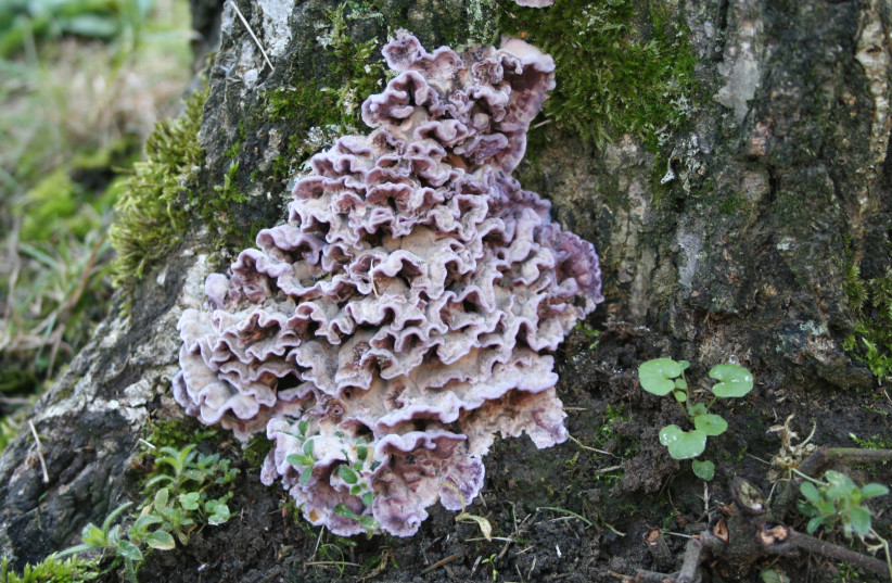 Chondrostereum purpureum in a garden, Massy, Île-de-France, France. This fungus causes ''Silver-leaf.'' (credit: Wikimedia Commons)