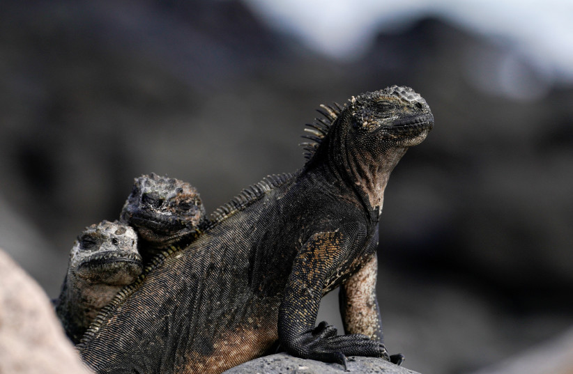 Marine iguanas are seen on Santa Cruz Island after Ecuador announced the expansion of a marine reserve that will encompass 198,000 square kilometers (around 76,448 square miles), in the Galapagos Islands, Ecuador January 16, 2022. Picture taken January 16, 2022 (credit: REUTERS/Santiago Arcos)