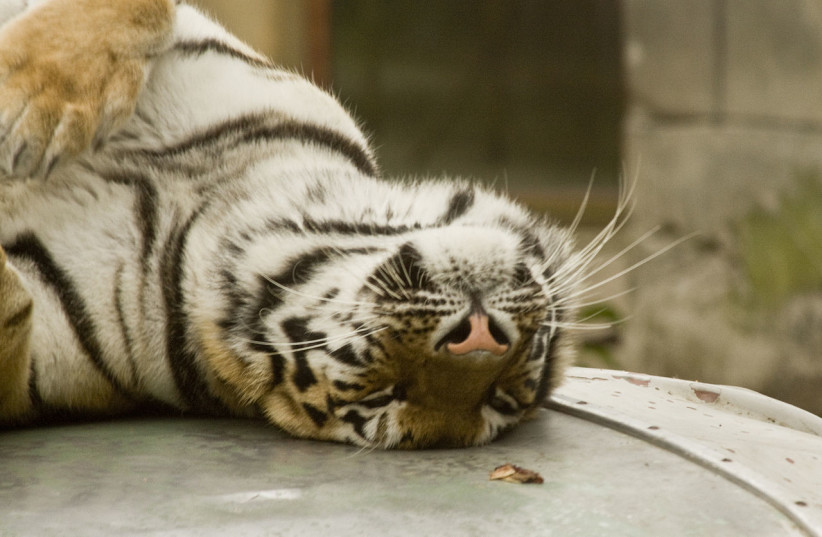  A Siberian tiger is seen lounging in Sweden (Illustrative). (credit: Wikimedia Commons)