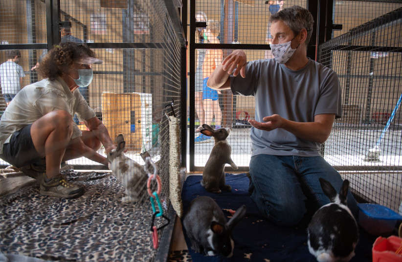  Bunnies that helped Canelo's treatment (credit: Best Friends Animal Sanctuary)