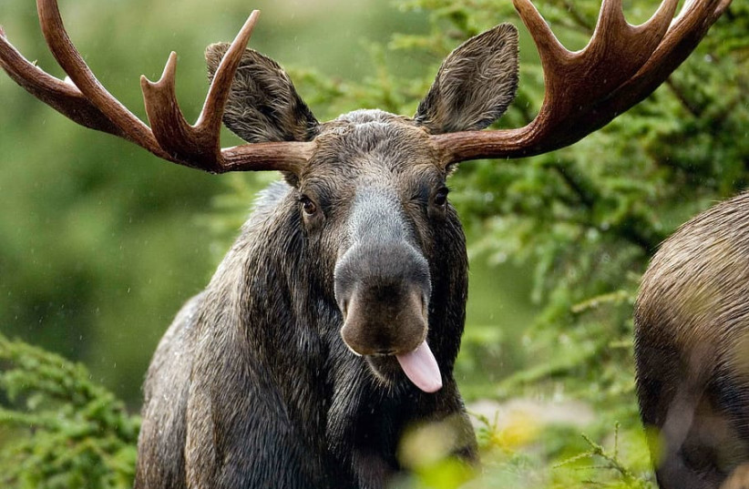  Bull shot elk moose (credit: PXFUEL)