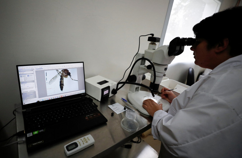 Technician Marianela Garcia Alba, 39, looks at an Aedes aegypti mosquito under a microscope at the CNEA (National Atomic Energy Commission), in Ezeiza, in the outskirts of Buenos Aires, Argentina April 12, 2023. (credit: AGUSTIN MARCARIAN/REUTERS)