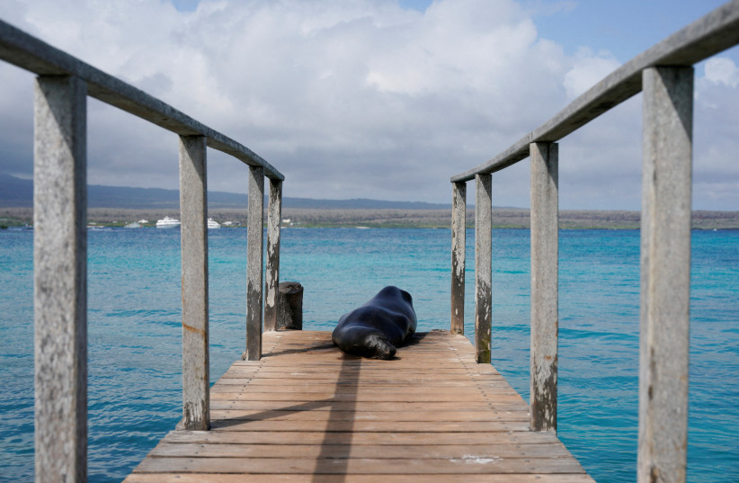 A sea lion rests on a dock on Santa Cruz Island, after Ecuador announced the expansion of a marine reserve that will encompass 198,000 square kilometres (around 76,448 square miles), in the Galapagos Islands, Ecuador, January 16, 2022. (credit:  REUTERS/Santiago Arcos/File Photo)