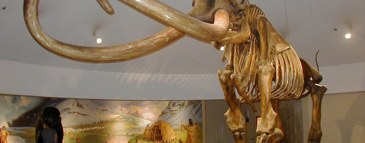 Skeleton of a mammoth, in the George C. Page Museum, Los Angeles, California