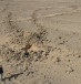 A kite by Kibbutz Samar, where two undulating walls are leading towards the round head. An Early Bronze Age grave (tumulus) was later built on top of the kite, and we found in it human and cattle bones, tiny beads and a stele.