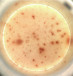  Staining for engineered cells that secrete the antibody against HIV.