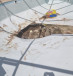  Sinkhole under a pool in Karmei Yosef, July 21, 2022.