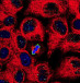  Chromosome segregation In dividing cells. Cell cytoskeleton is depicted in red, DNA is depicted in blue and a protein that marks dividing cells is depicted in green.