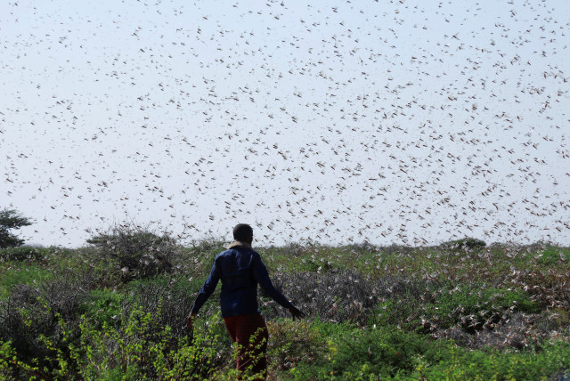Cicadas Swarm : Surviving Cicada Swarm May Mean Protecting Young Trees ...
