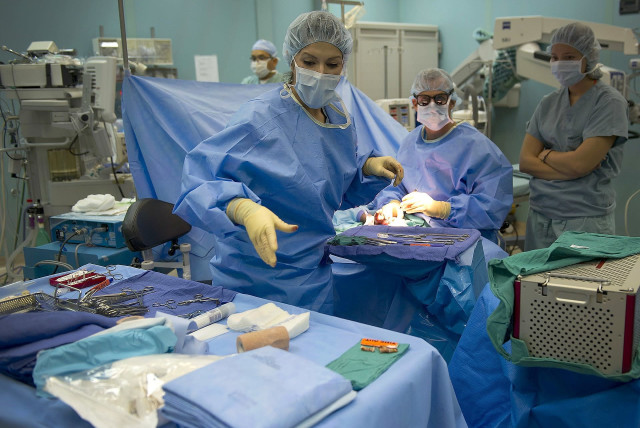 US surgeons successfully test pig kidney transplant in human patient - The Jerusalem Post