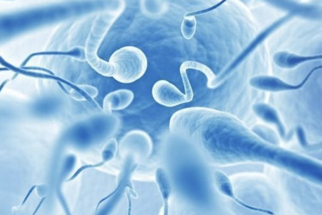 improving sperm quality and quantity