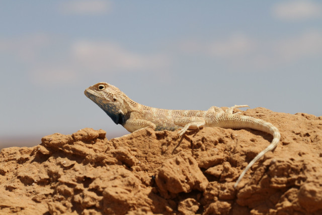2,000 reptile species under threat of extinction - study - The Jerusalem  Post