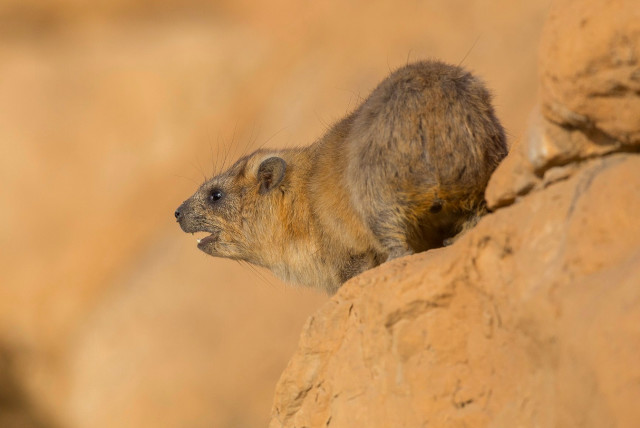 What is a Rock Hyrax, and why do they sing? -study - The Jerusalem Post