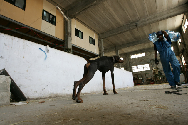 Terrorist mayor of Hebron offers reward for killing of stray dogs - The  Jerusalem Post