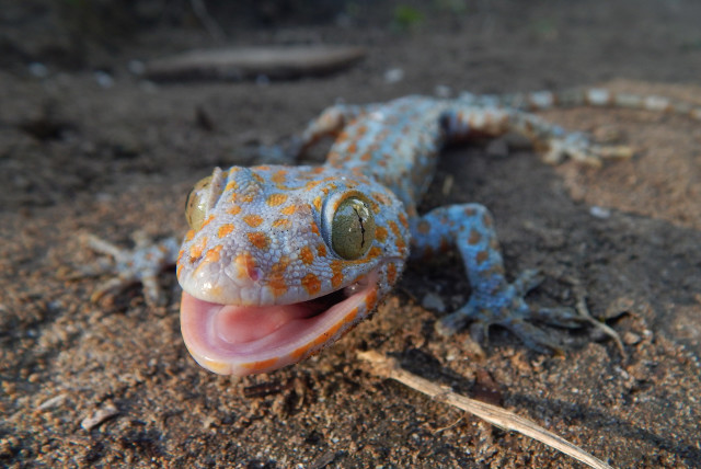 Geckos can distinguish between species by odor, study finds - The Jerusalem  Post