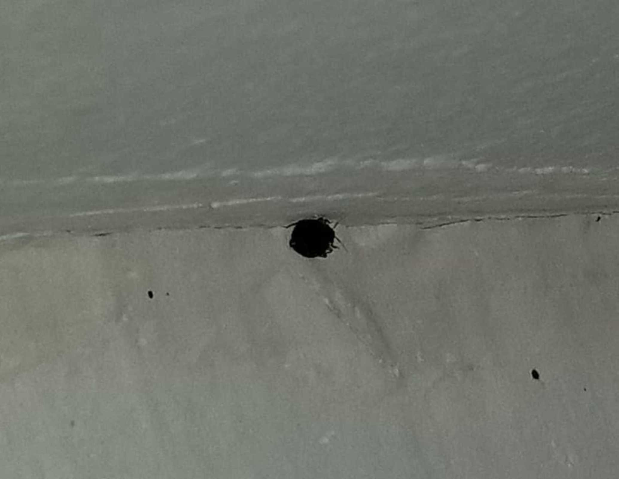 A dead bed bug at Michve Alon military base (Courtesy)