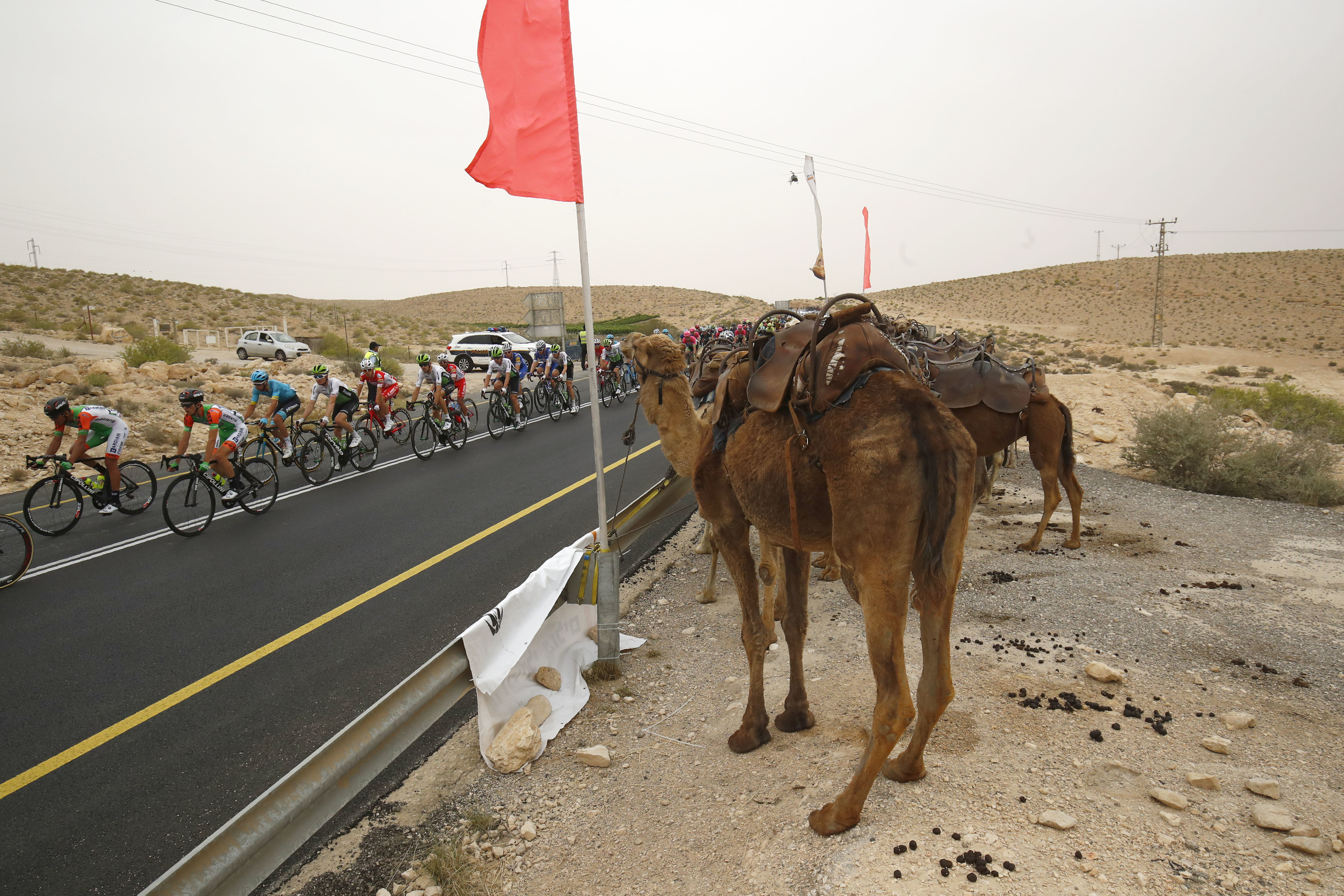 The pack rides past camels during the 3rd stage of the 101st Giro d'Italia, Tour of Italy, on May 6, 2018, 229 kilometers between Beer-Sheva and Eilat. (photo credit: LUK BENIES / AFP)