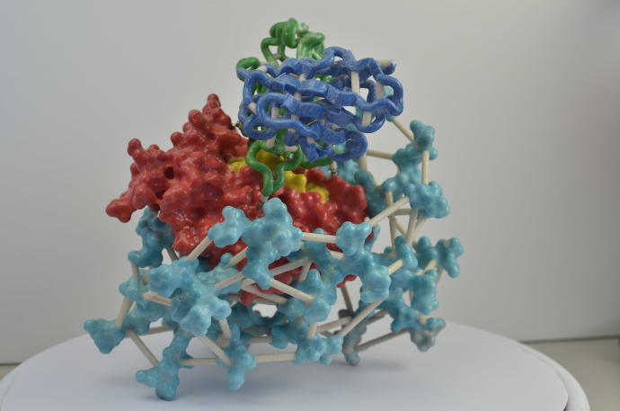3D print of HIV surface protein gp120. An antibody also is attached at the top (green and blue). When antibodies stick to viruses, they may prevent or limit infection of host cells. (Credit: NIH)