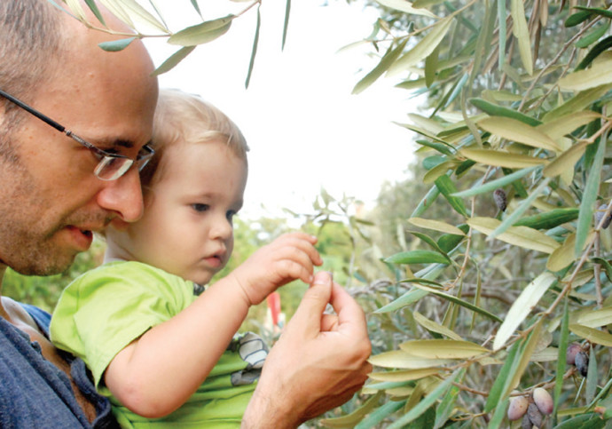 A child picks olives (Credit: DAFNA AVRAHAM)
