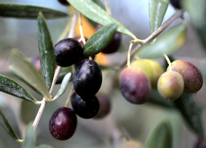 Olives are seen during harvest from olive trees belonging to producer Nicolas Alziari (Credit: Reuters)
