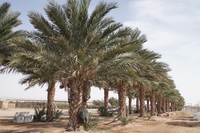Palm trees grow at an R&D station in Israel's Arava regionJNF USA