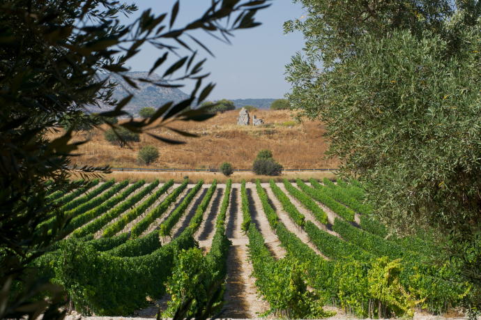 THROUGHOUT ISRAEL, the vine and olive tree grow together, as can be seen in the Upper Galilee. (Credit: CARMEL WINERY)