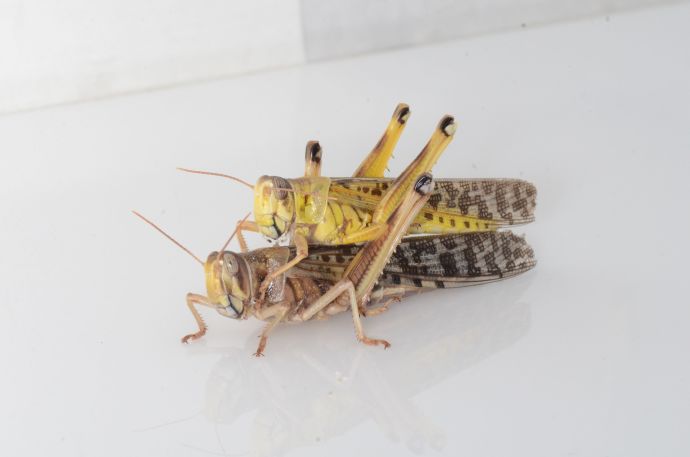A gregarious locust couple (Credit: KEREN LEVI)