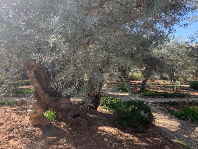 An ancient olive tree on the Mount of Olives (Credit: MAAYAN JAFFE-HOFFMAN)