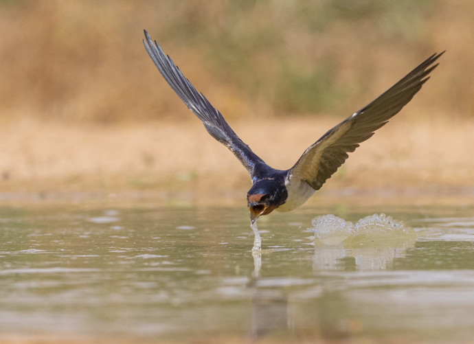 ISRAEL NOW produces more fresh water than it consumes (Pictured: Barn swallow drinks water in the Negev). (Credit: Flash90)